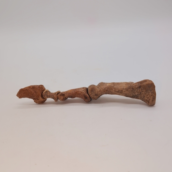 Real Fossilized Extinct Cave Bear Claw And Finger Bones Ursus spelaeus - Picture 6 of 9